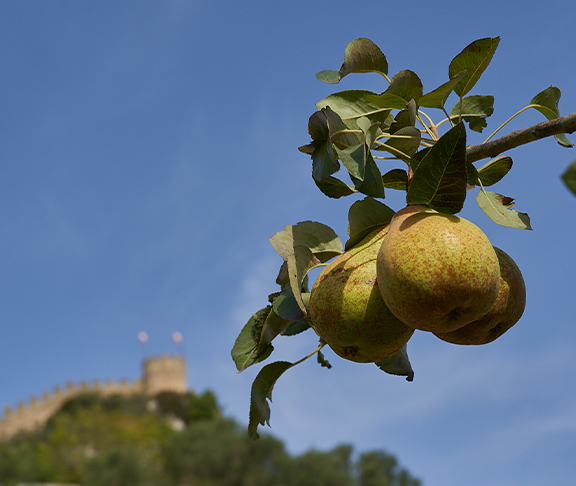 O Legado da Pera Rocha – Pera Rocha